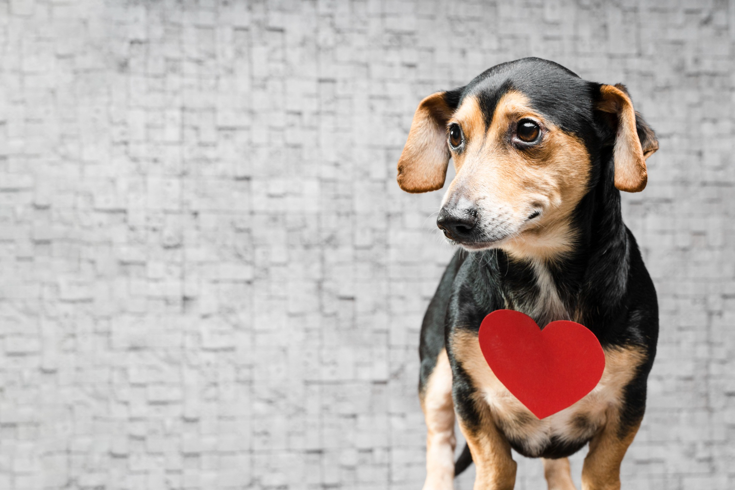 1.dog-heart-disease-guide-1