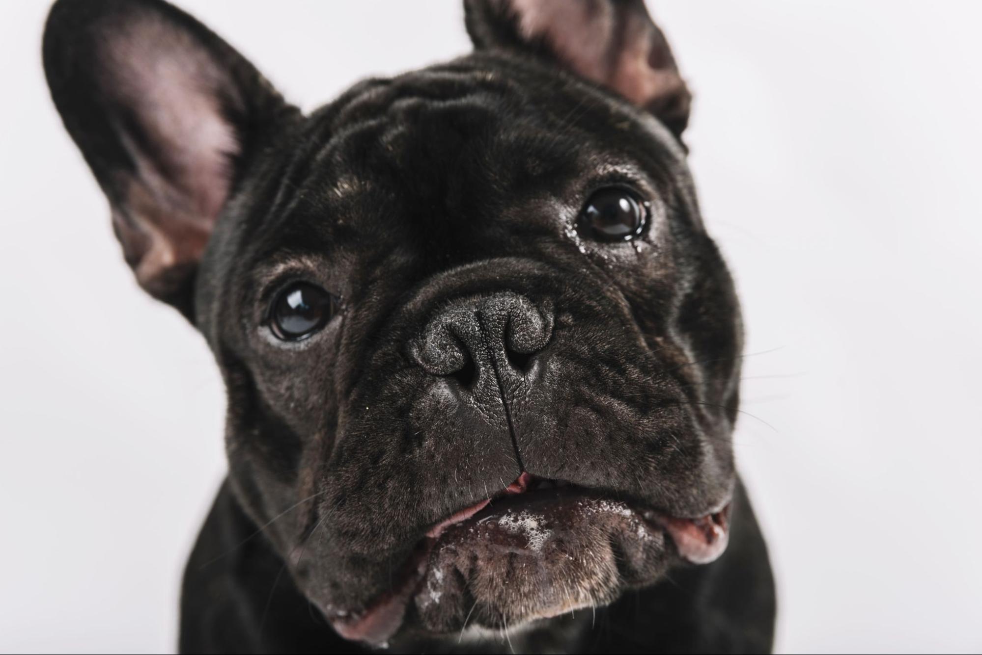 33.french-bulldog-guide-3