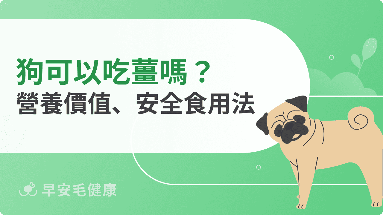 狗可以吃薑嗎？誤食會辣到嗎？狗狗飲食安全指南一次看懂