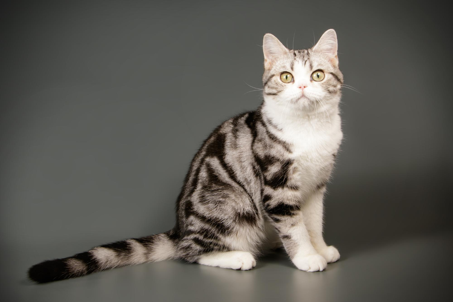 20.american-shorthair-cat-guide-2