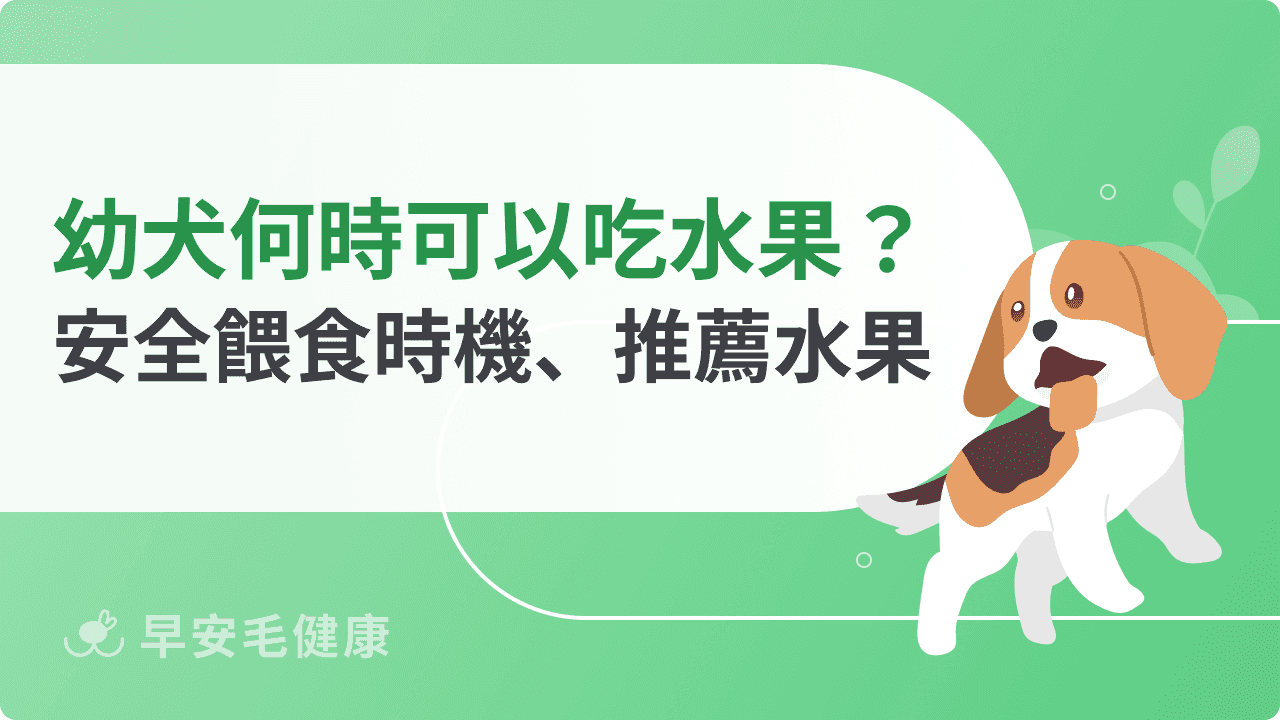 幼犬何時可以吃水果？安全餵食時機、推薦水果一次看