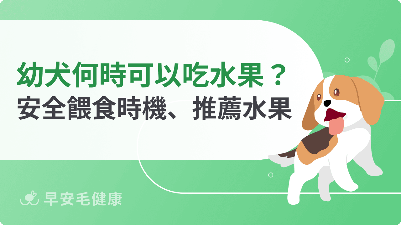幼犬何時可以吃水果？安全餵食時機、推薦水果一次看