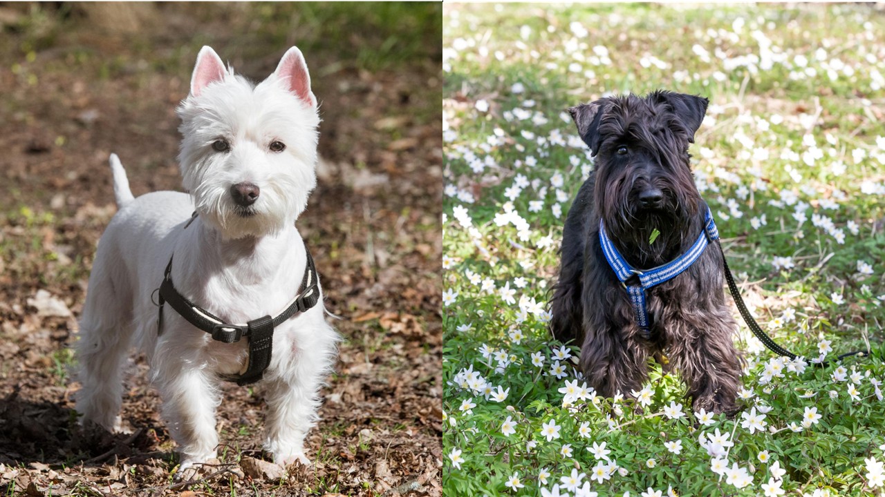 58. westie-terrier-guide-3