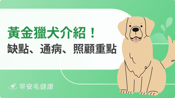 黃金獵犬好養嗎？2026價格、壽命、缺點與美系英系差異比較