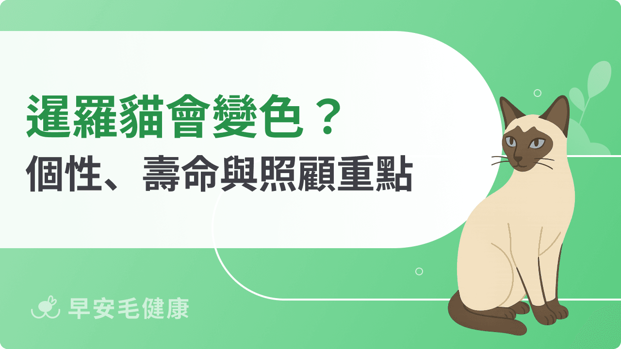 暹羅貓會變色？了解暹羅貓個性、壽命、領養與照顧重點
