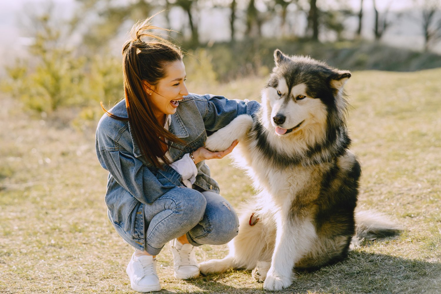 阿拉斯加犬和女主人正在一起玩握手