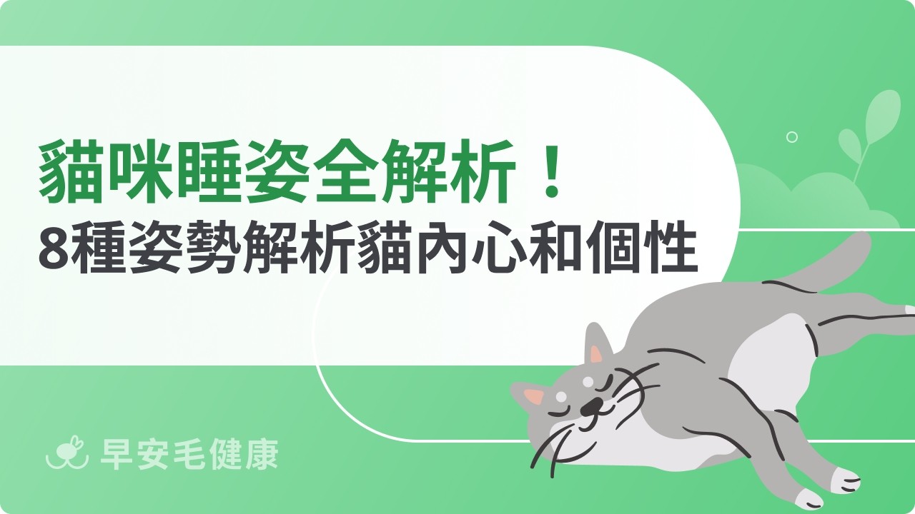 【貓咪睡姿全解析】8 種姿勢揭開牠的安全感、情緒與個性密碼