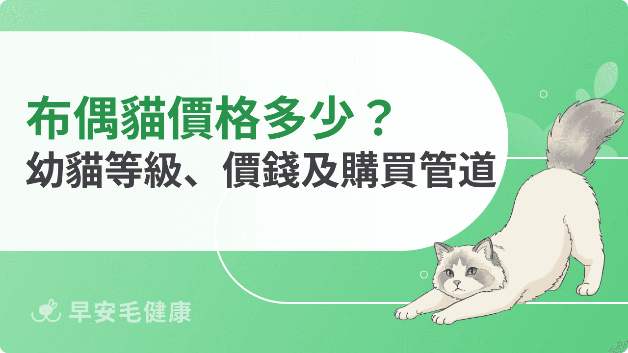 布偶貓價格多少？幼貓行情解析，新手買貓全攻略！