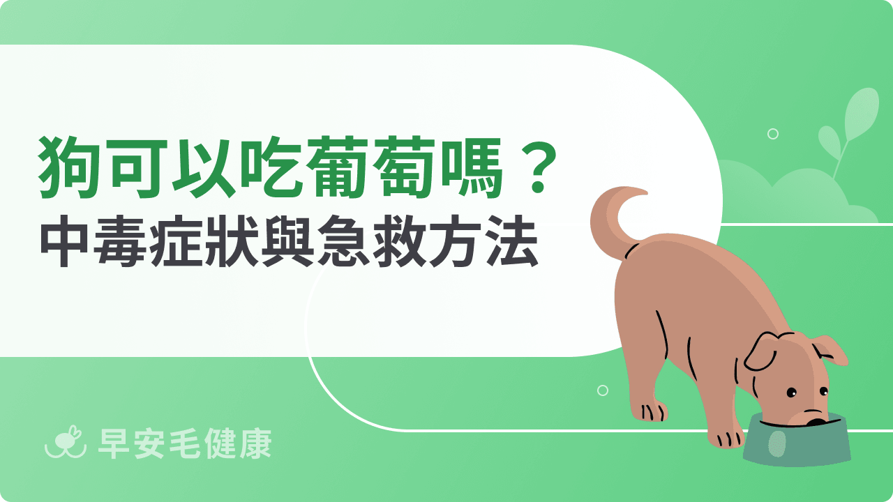 狗可以吃葡萄嗎?吃到葡萄怎麼辦?中毒症狀與急救方式
