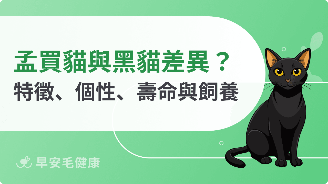 孟買貓價格多少？特徵、個性、壽命與台灣購買管道解析