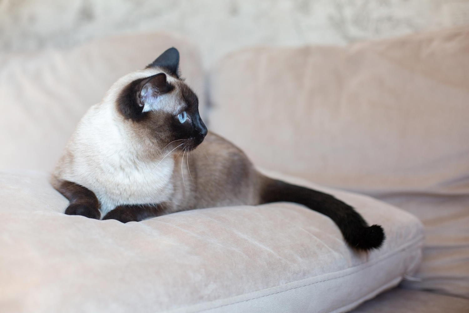 4. siamese-cat-guide-1