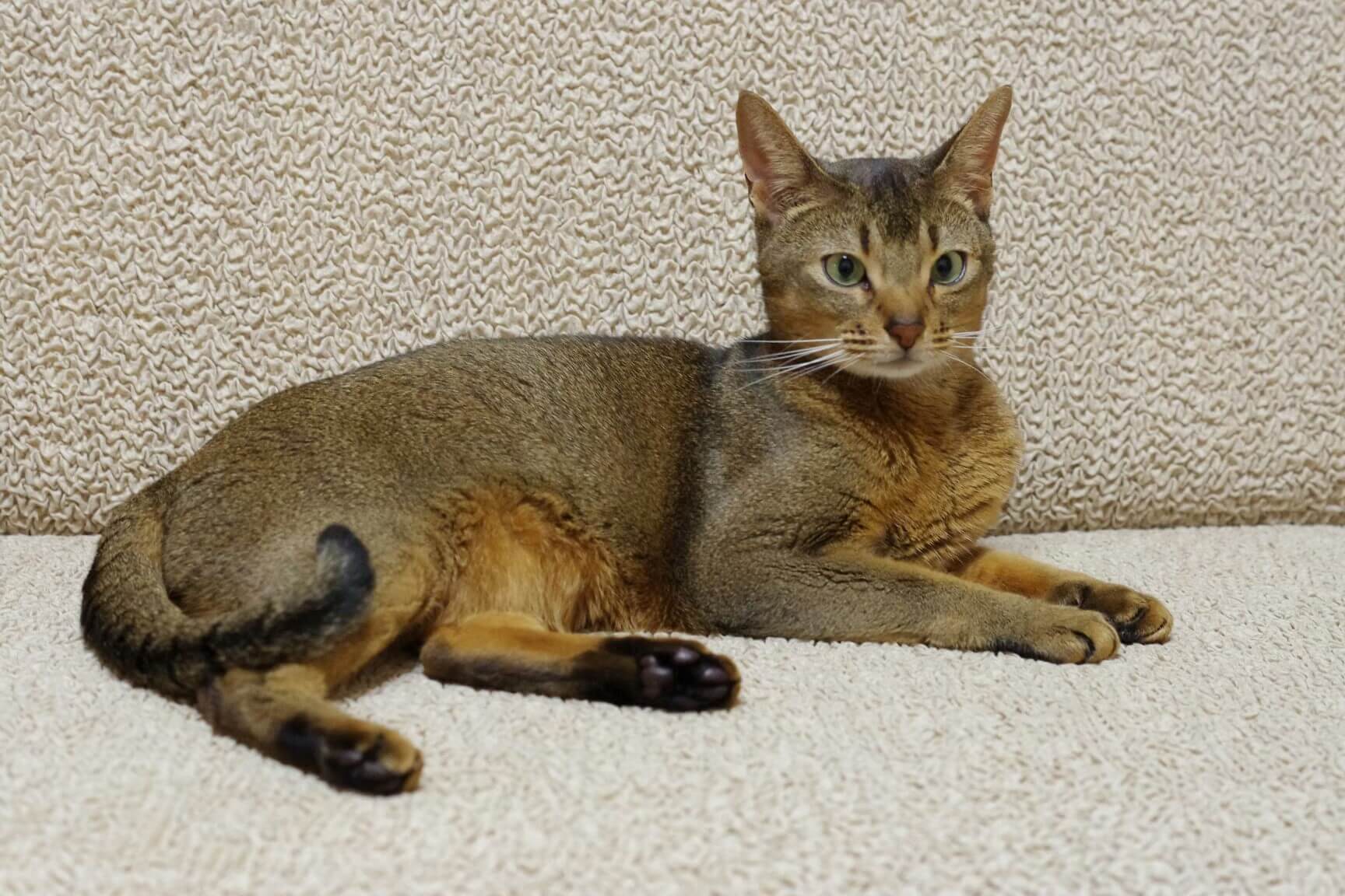 21. tabby-cat-guide-5