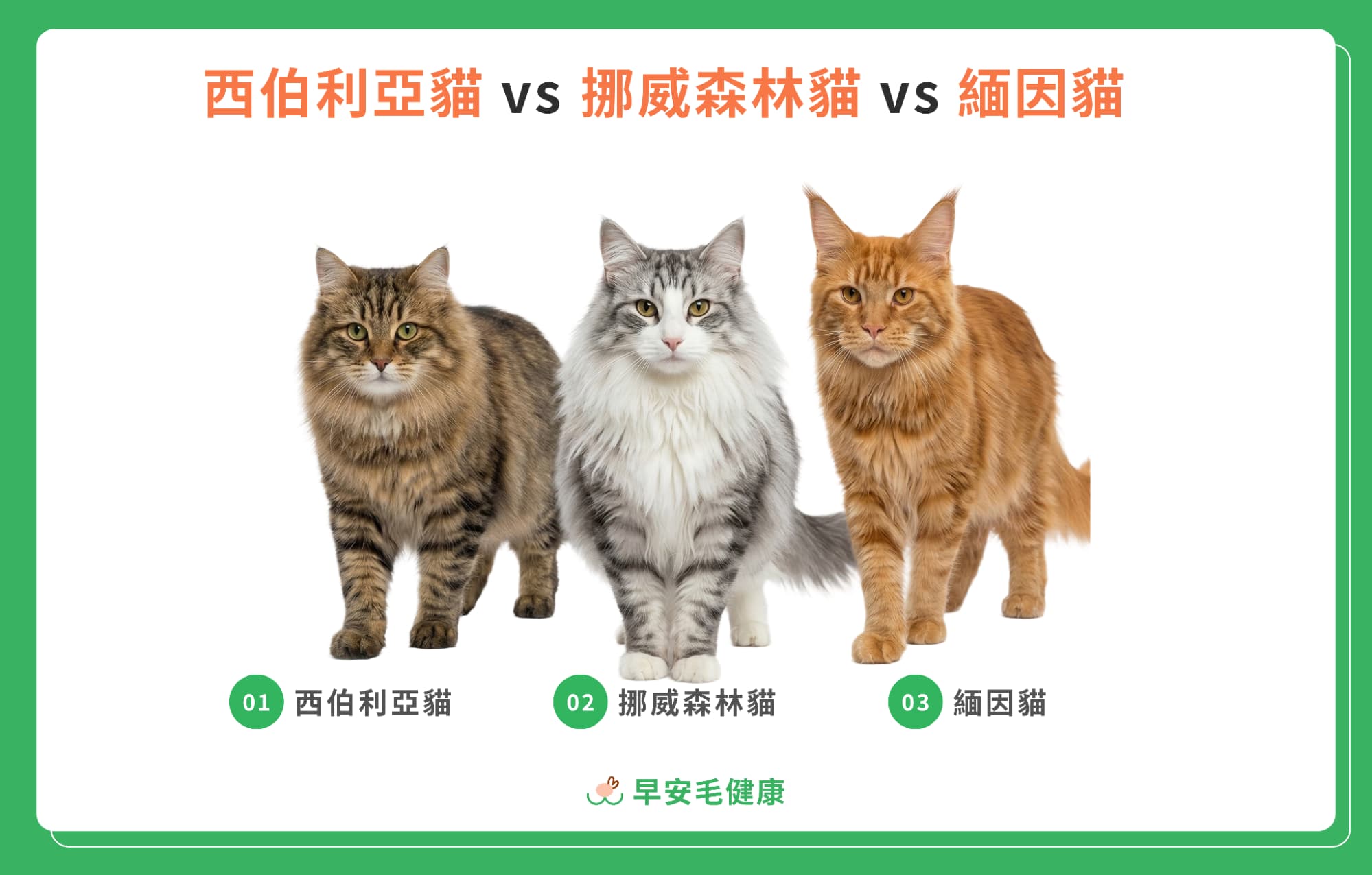 西伯利亞貓 vs 挪威森林貓 vs 緬因貓