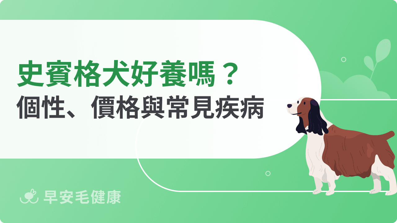 史賓格犬個性、壽命、價格與常見疾病|認識超黏人的運動健將