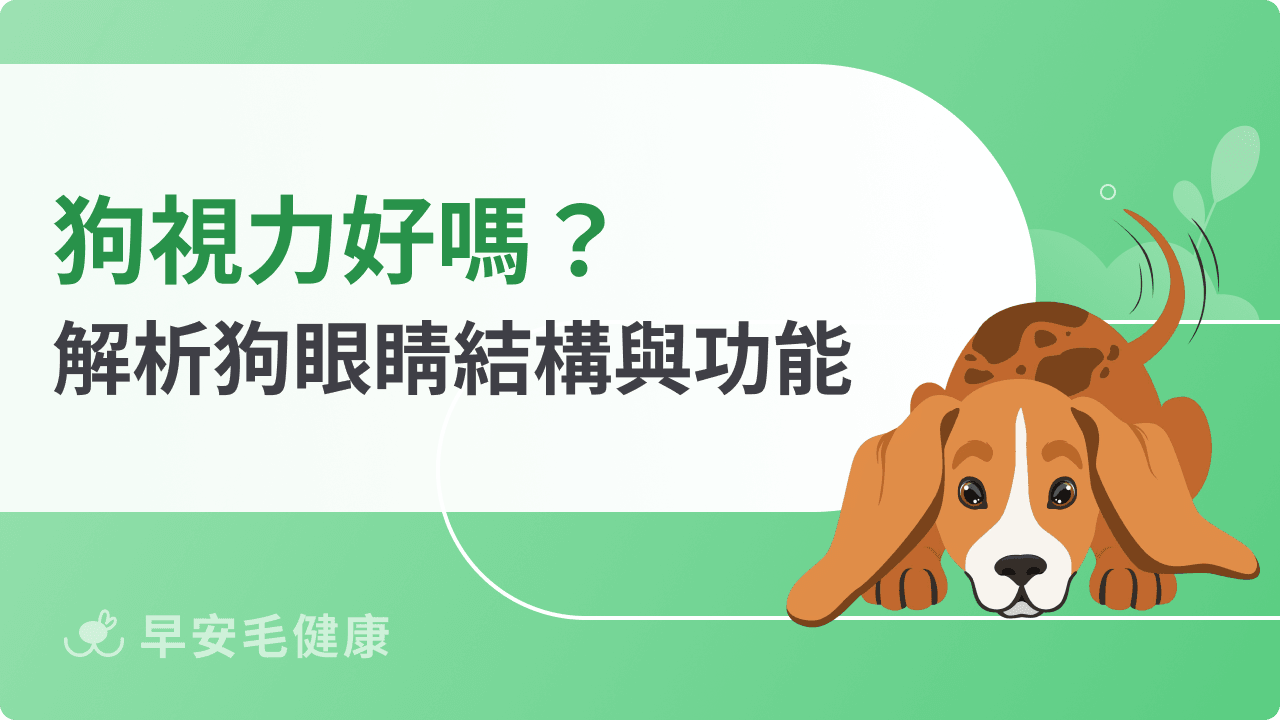 狗視力與人類差在哪?解析狗狗眼睛結構、看世界的樣子