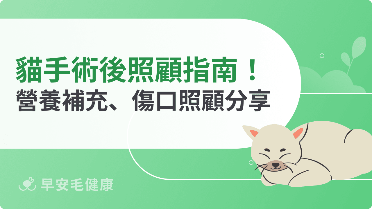 貓咪手術後照顧指南！營養補充、傷口照顧、日常須知分享