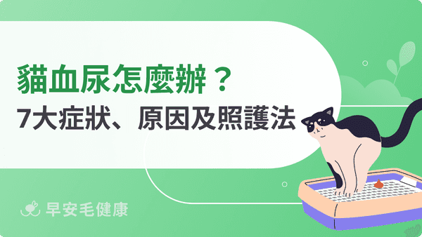 貓血尿別慌張!教你辨識7大症狀、原因及日常照護重點