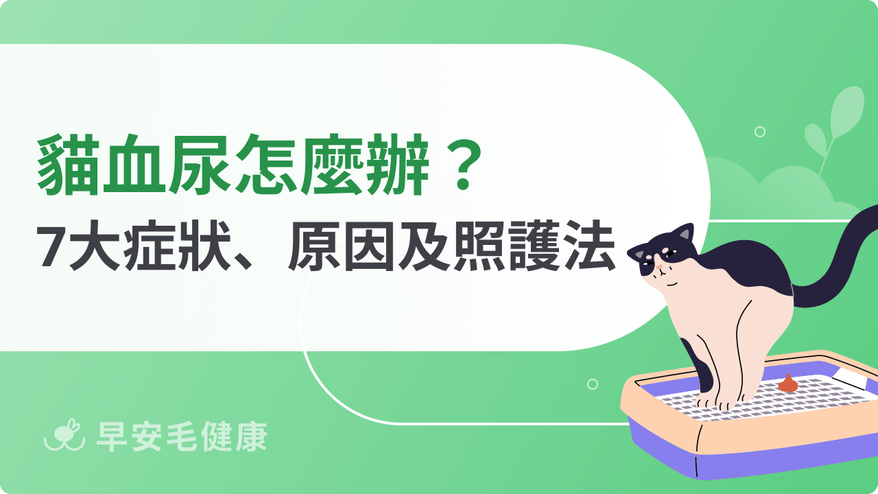 貓血尿別慌張！教你辨識7大症狀、原因及日常照護重點