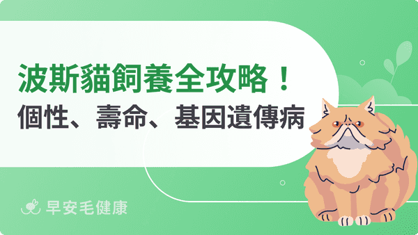 波斯貓多少錢？波斯貓價格、特徵、缺點與照護重點
