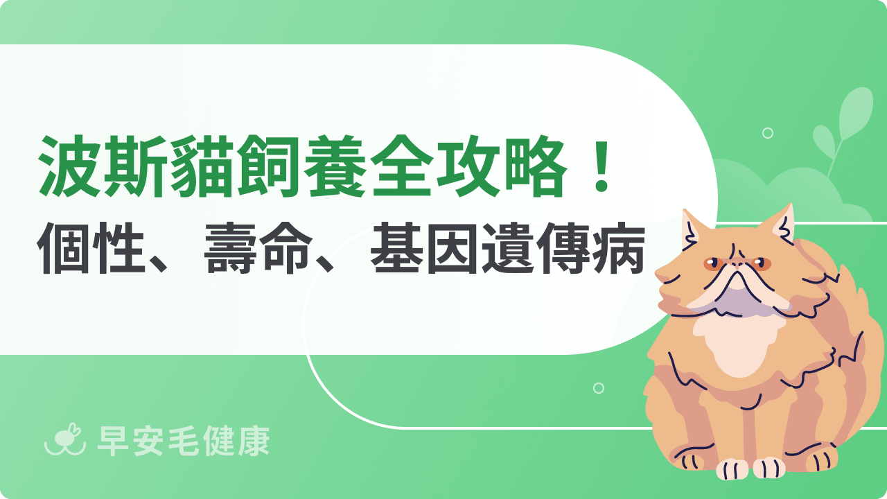 波斯貓多少錢？波斯貓價格、特徵、缺點與照護重點