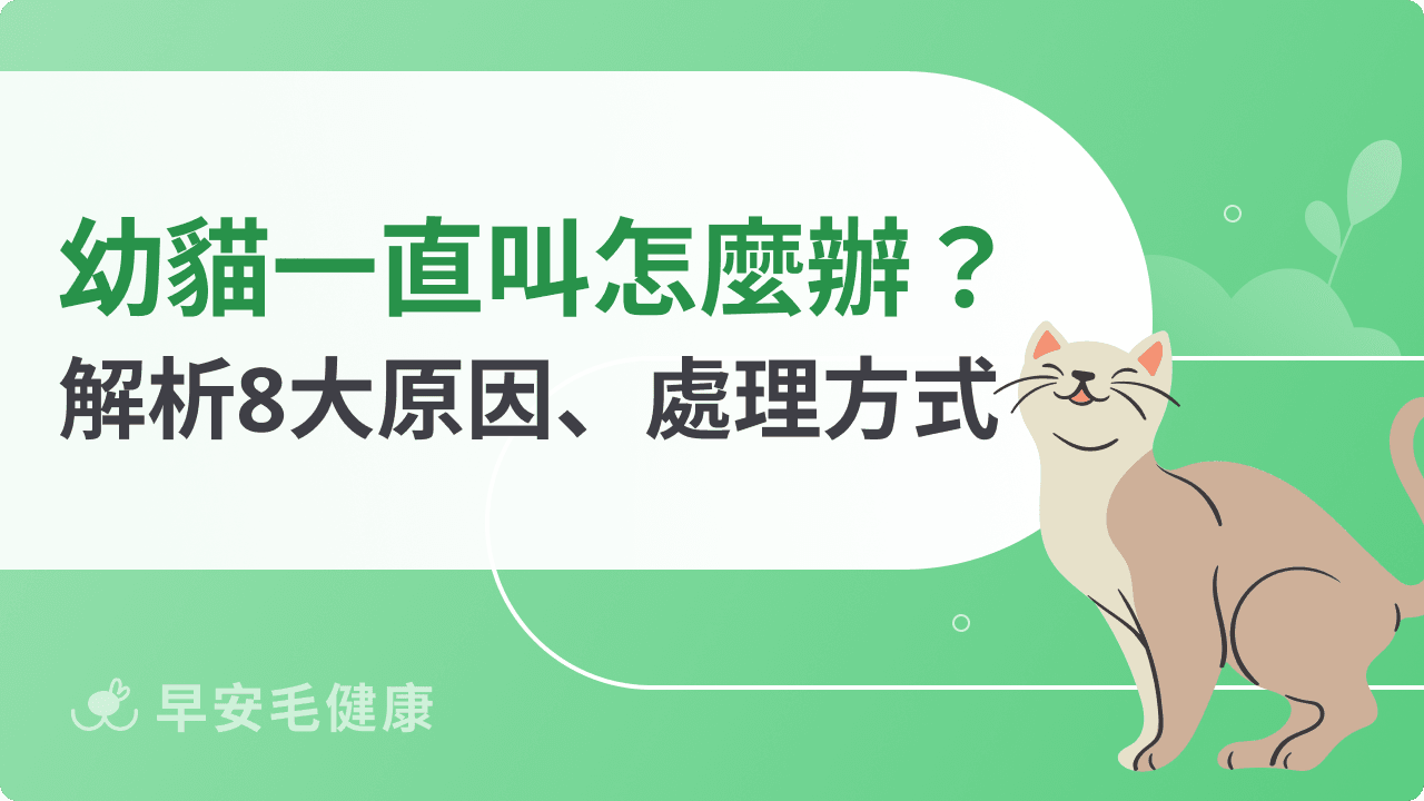 幼貓一直叫要回應他嗎?幼貓嚎叫、狂叫 8 原因+5 大安撫妙招