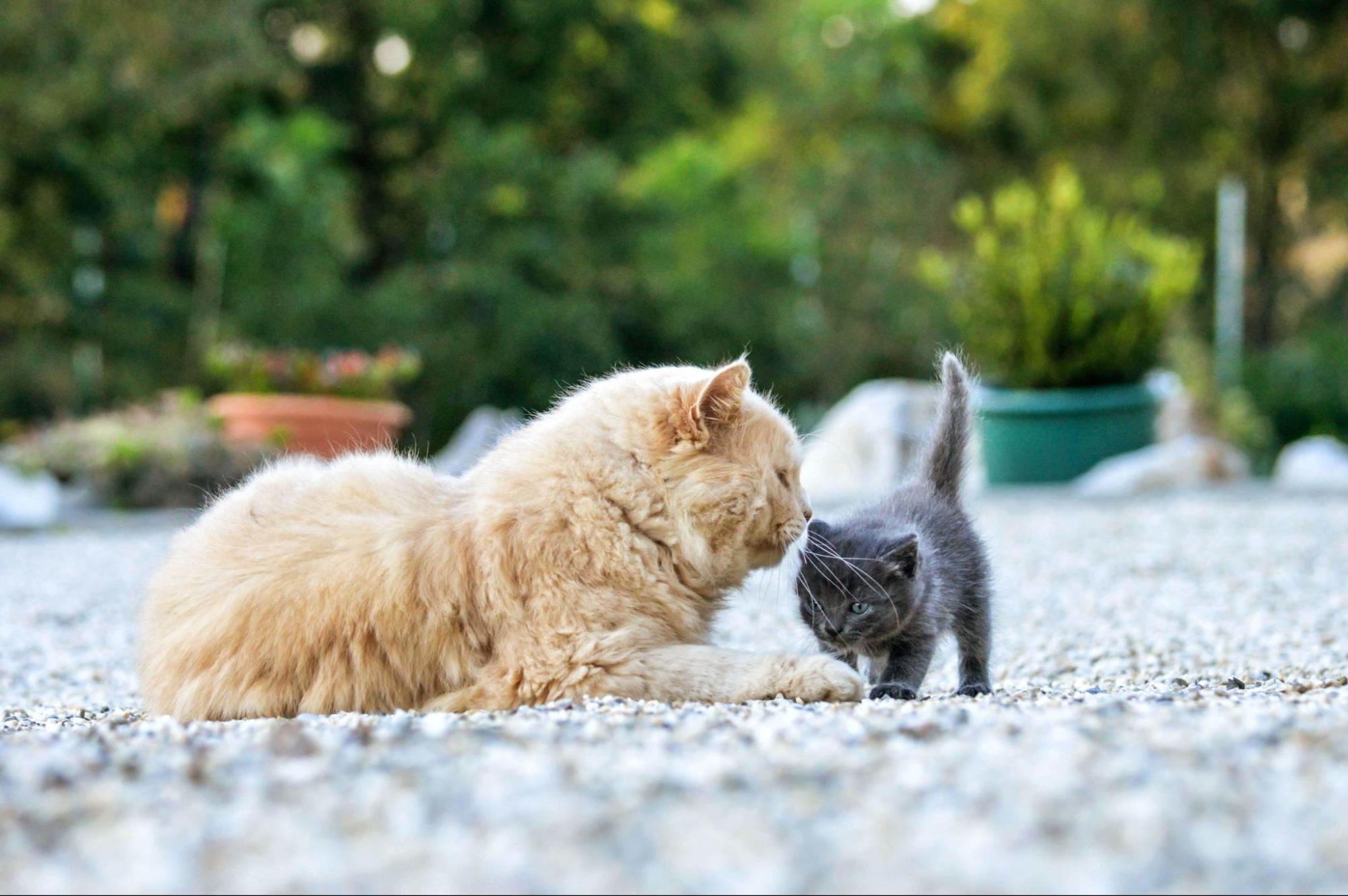 44.new-cat-old-cat-integration-guide-2