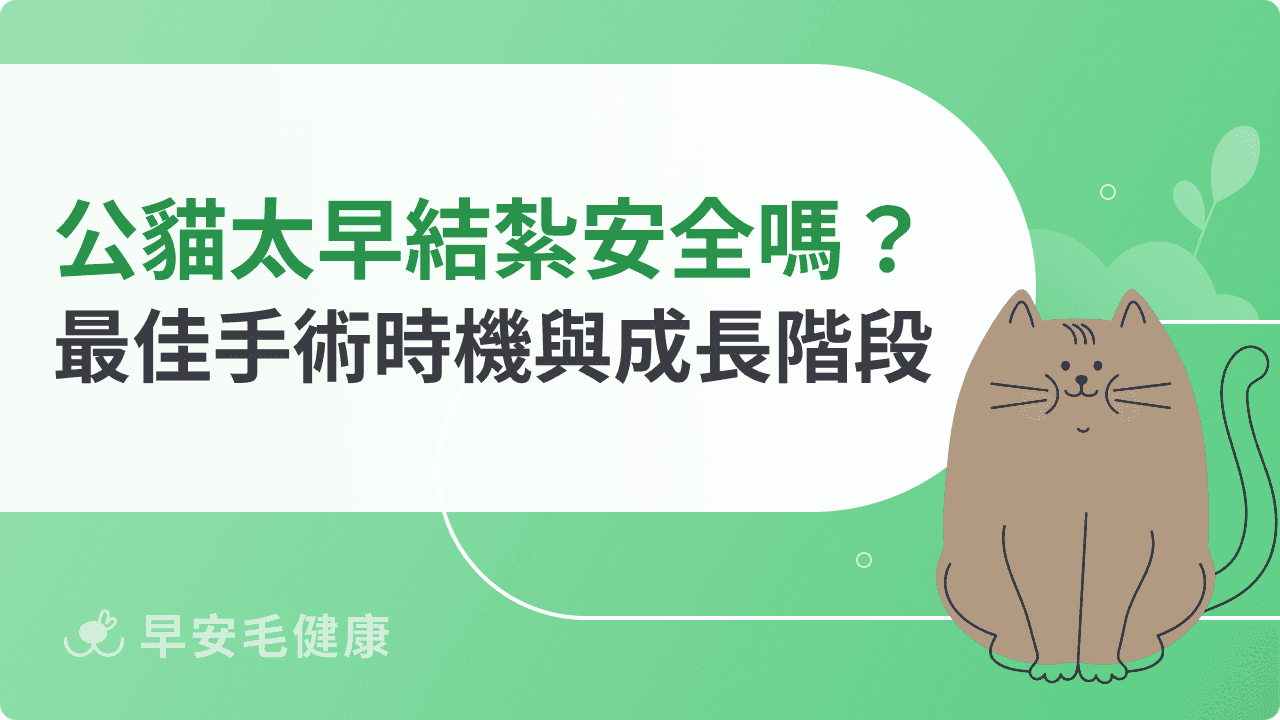 公貓太早結紮安全嗎？最佳手術時機與成長階段完整指南