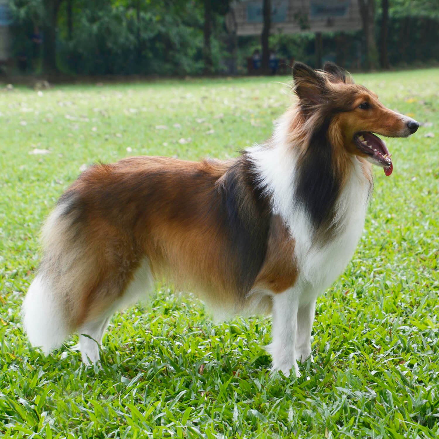 貂色喜樂蒂牧羊犬站在草地上的側面全身照