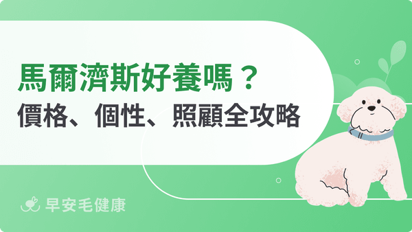 馬爾濟斯適合新手嗎?馬爾濟斯價格、外觀、壽命與照顧指南
