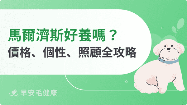 馬爾濟斯黏人嗎?馬爾濟斯價格、特徵、疾病與照顧指南