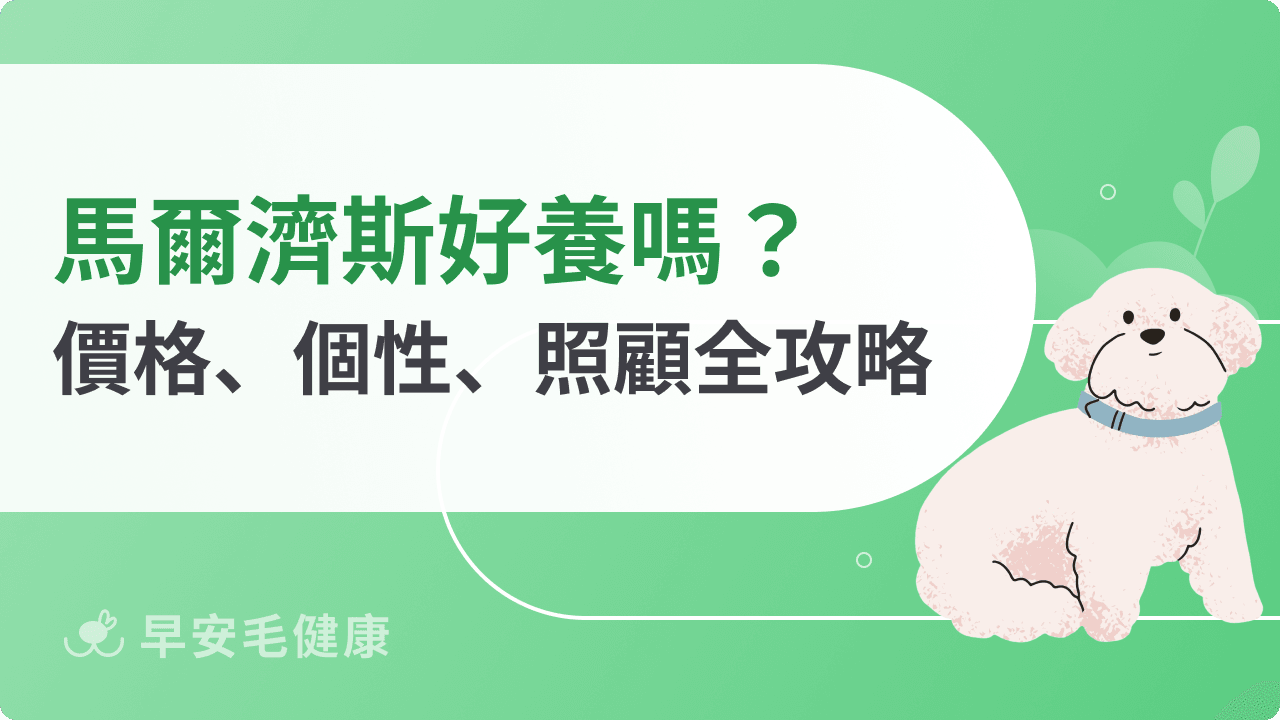 馬爾濟斯黏人嗎?馬爾濟斯價格、特徵、疾病與照顧指南