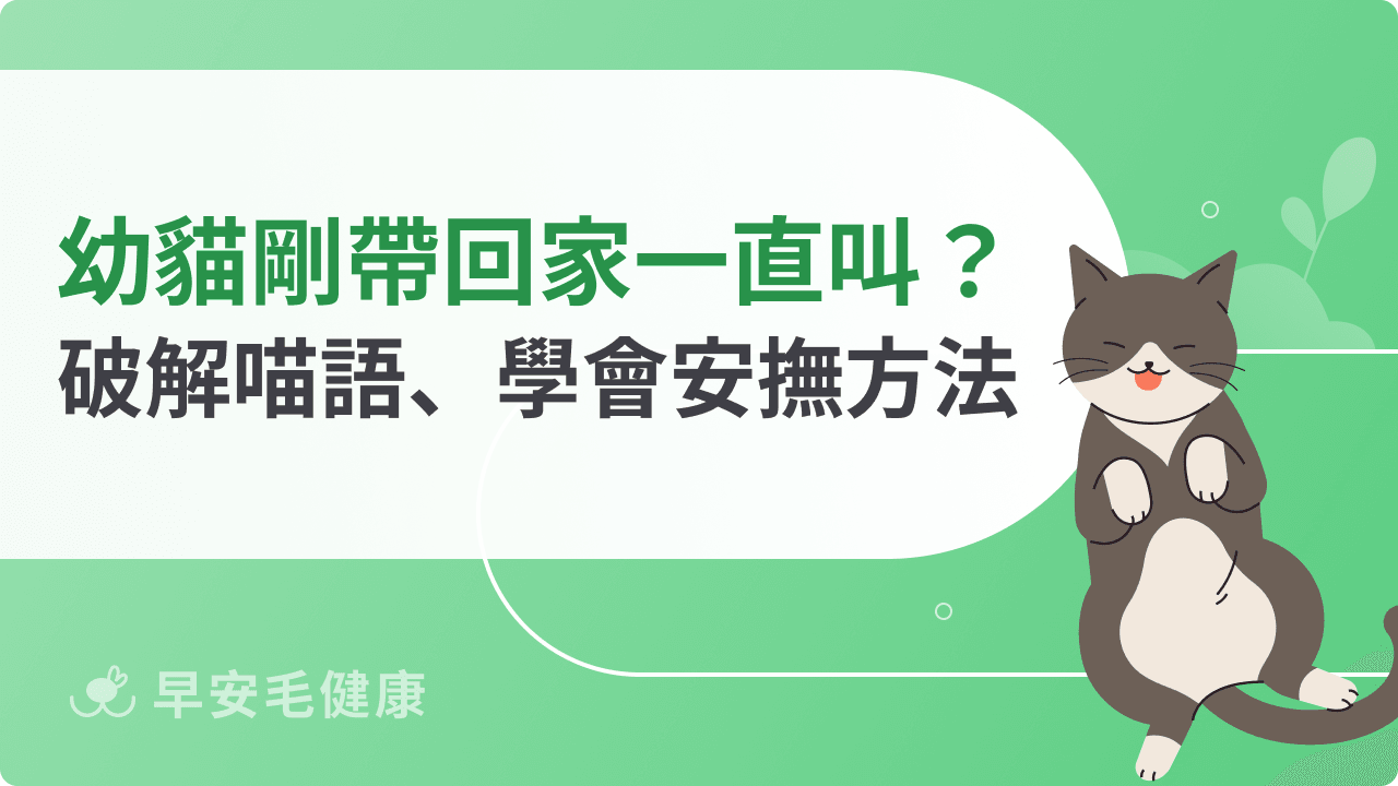 幼貓剛帶回家一直叫？破解喵語訊號、學會安撫新手小貓