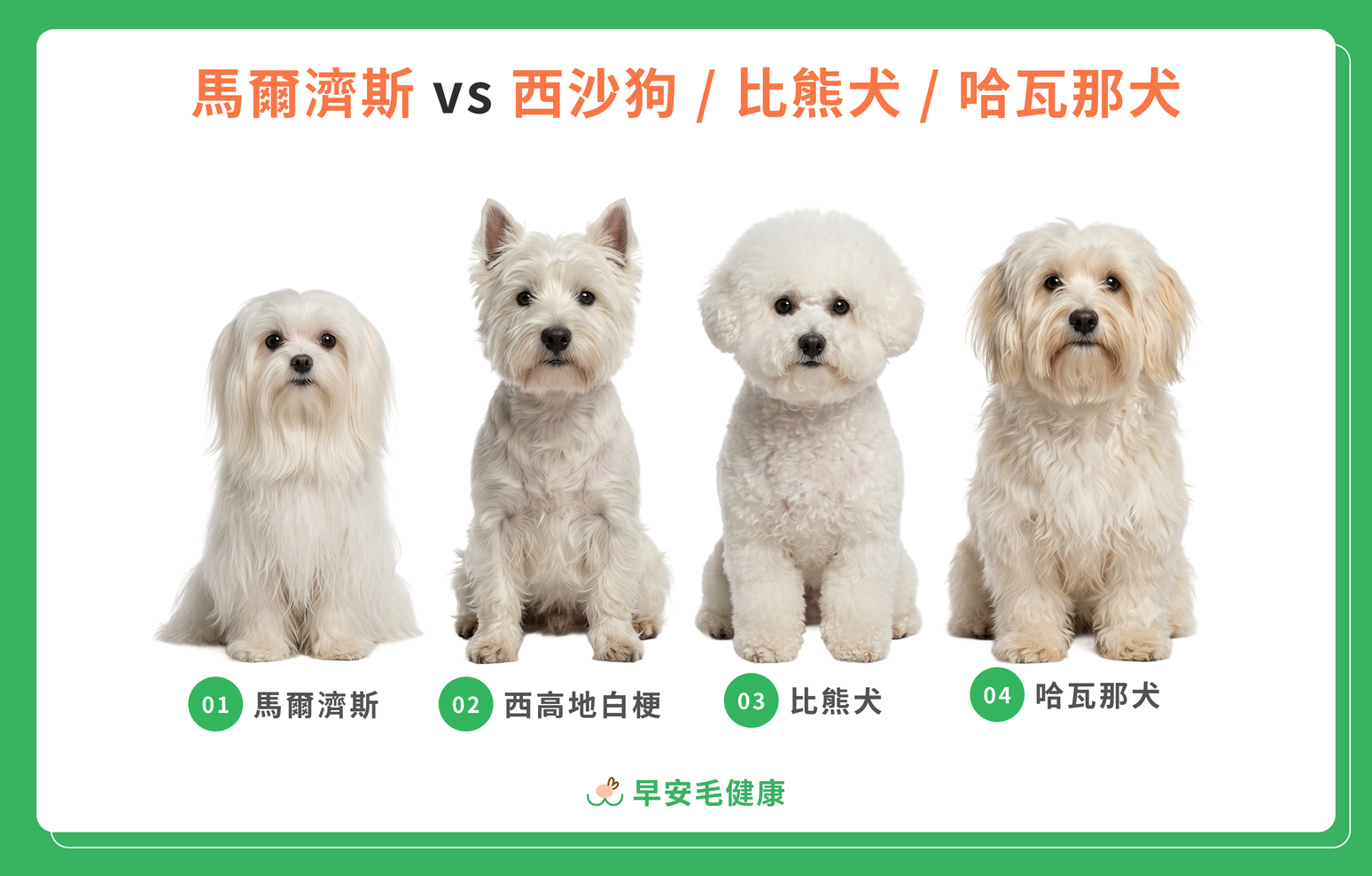 馬爾濟斯 vs 西沙狗 / 比熊犬 / 哈瓦那犬