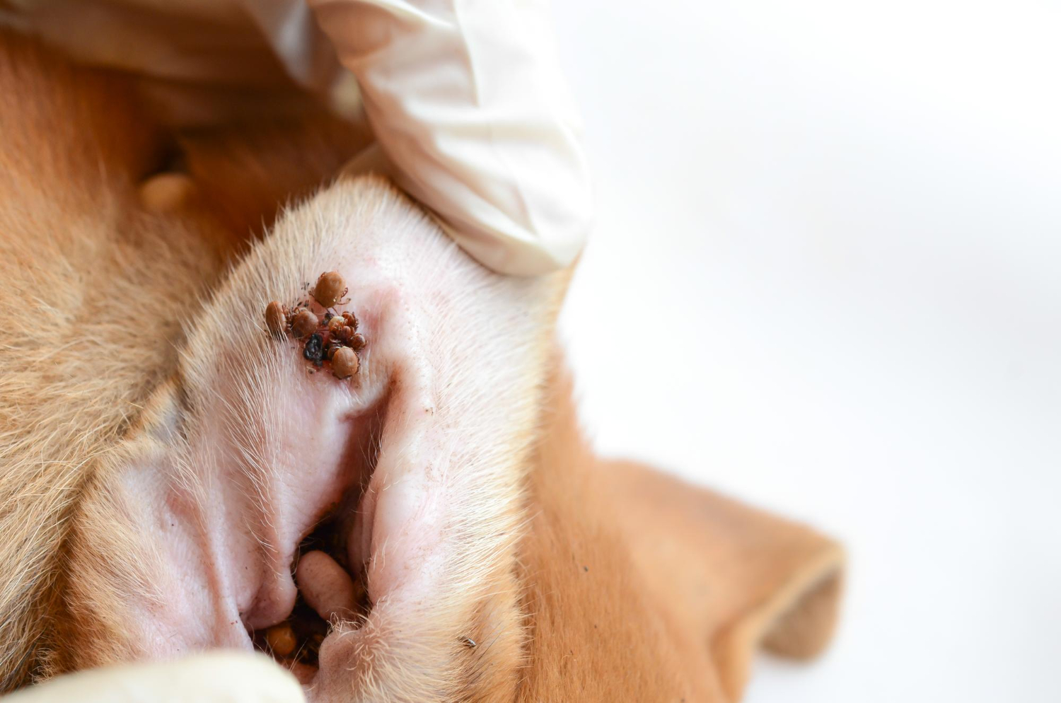 3.mountainvet-dog-parasite-prevention-guide-1