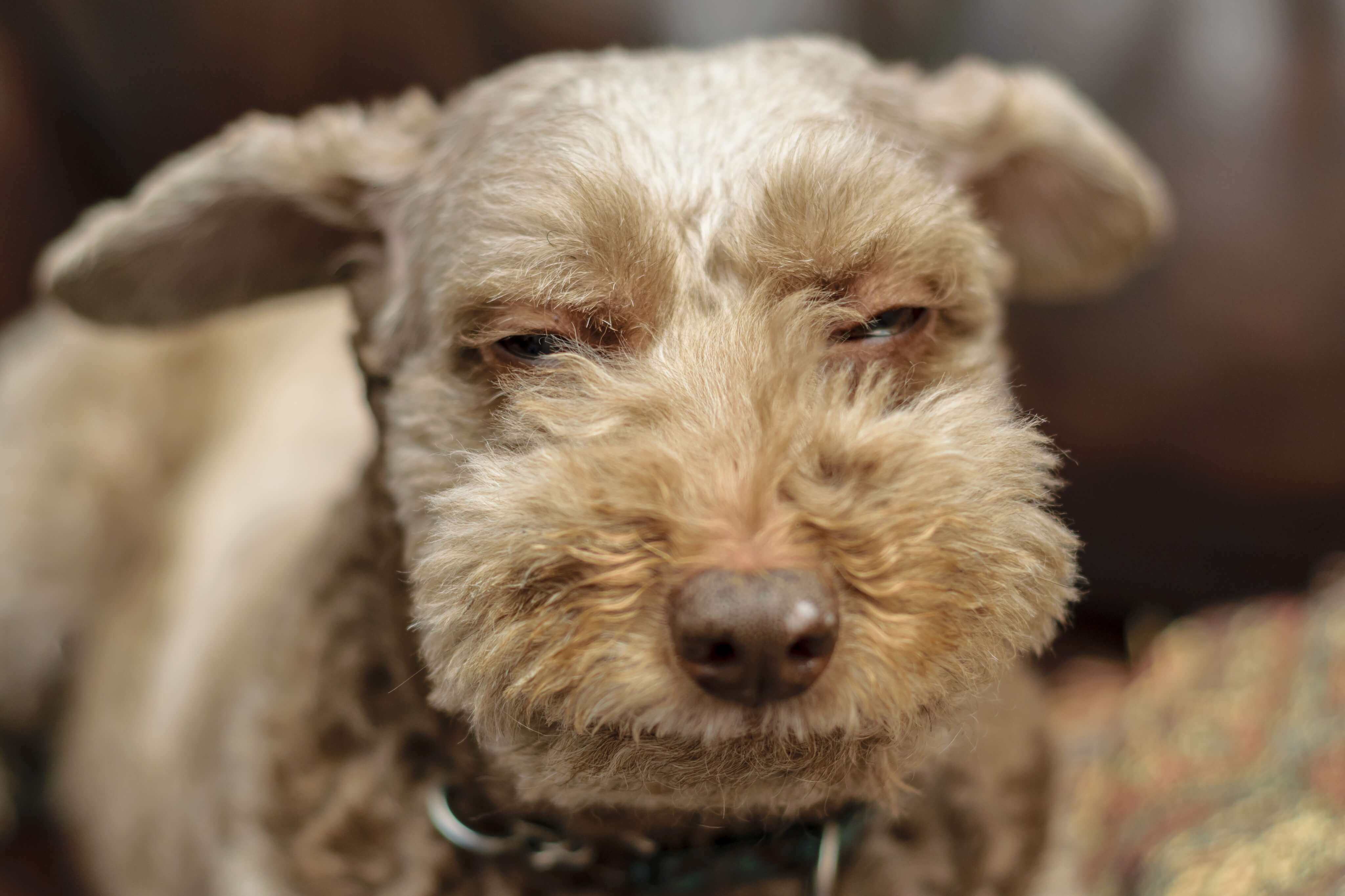 9.dog-dying-symptoms-2