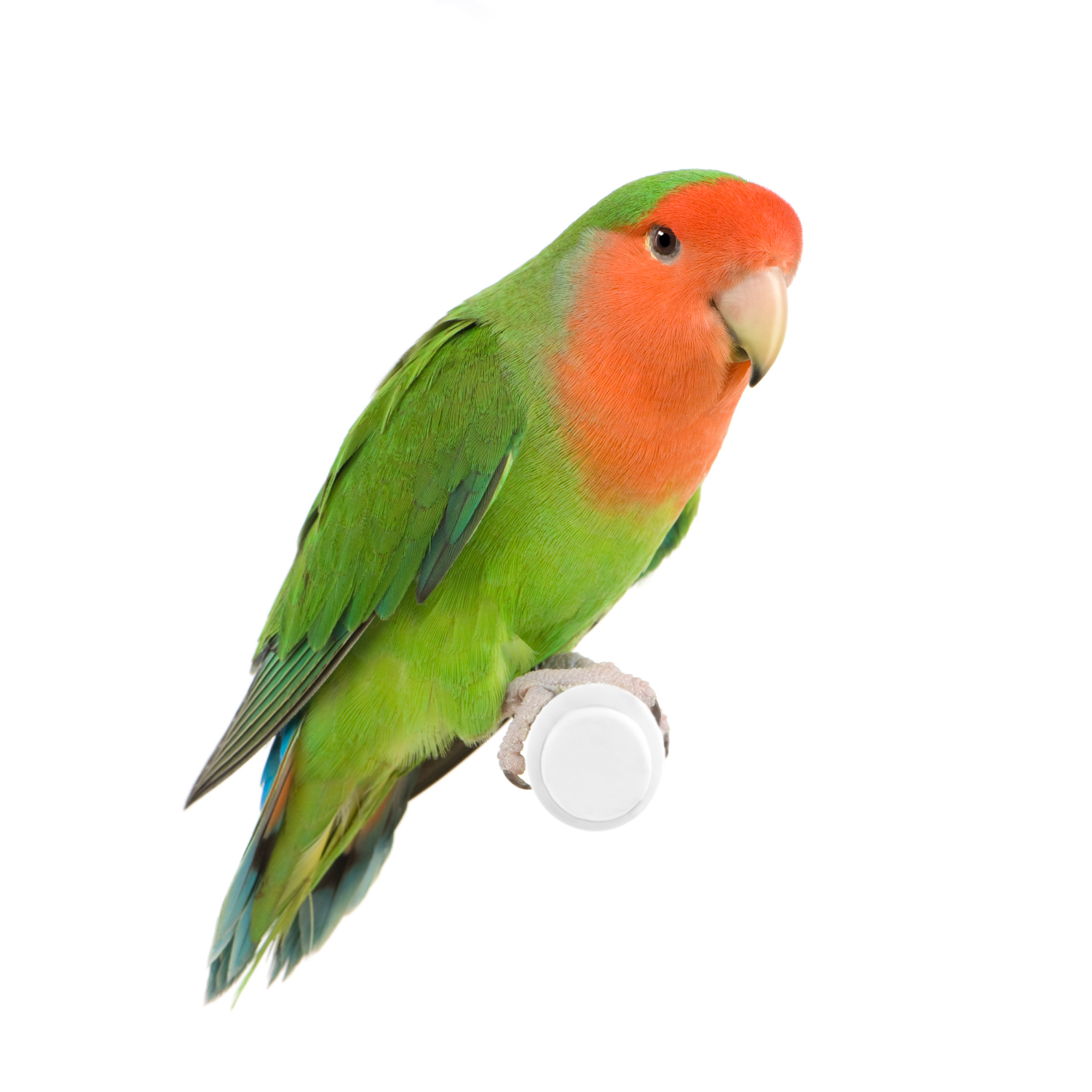 沒有眼圈的桃面愛情鳥「小鸚」