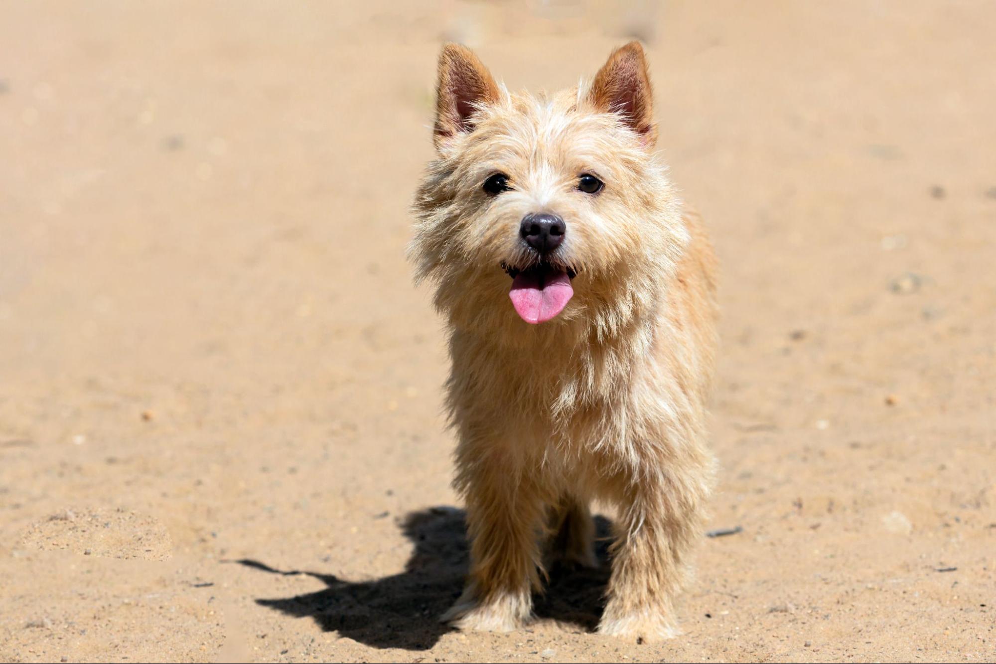 37.mixed-breed-dog-2