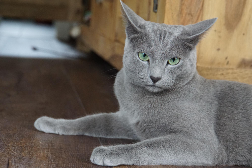 俄羅斯藍貓坐在地上直視鏡頭