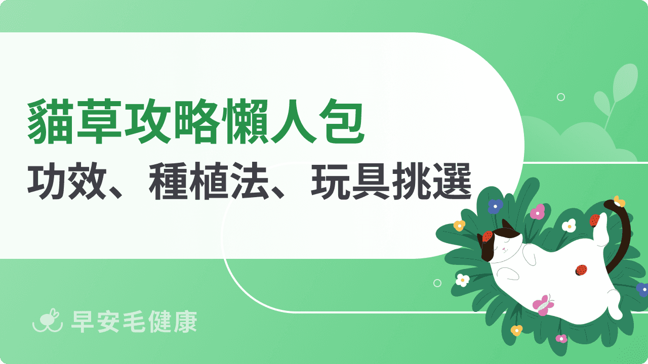 貓草是什麼？多久吃一次？貓草功效、餵食技巧與「爆盆」種植法！