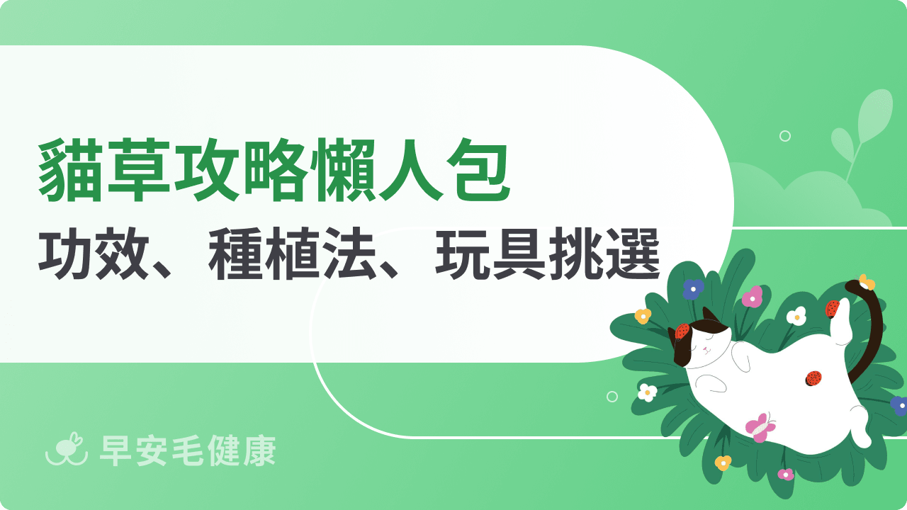 貓草是什麼？多久吃一次？貓草功效、餵食技巧與「爆盆」種植法！