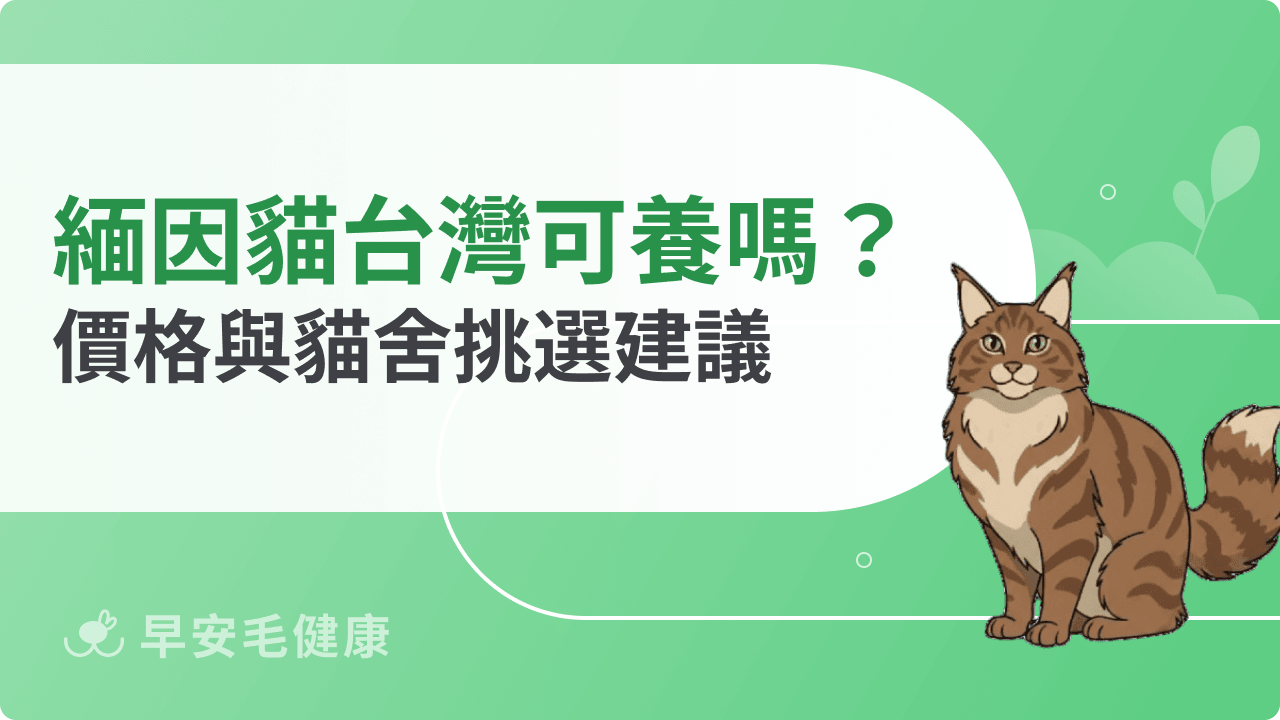 緬因貓台灣價格全公開!揭秘優質貓舍與遺傳疾病篩檢