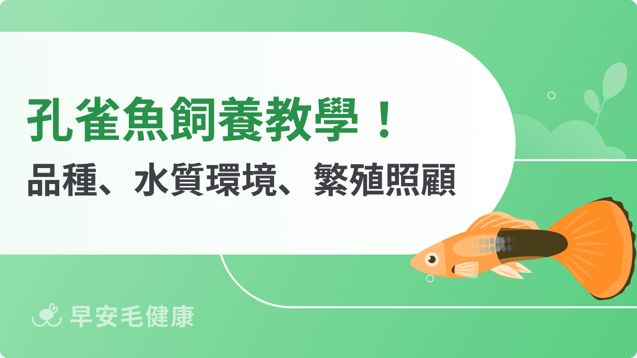 孔雀魚好養嗎?新手飼養孔雀魚缸、飼料挑選、常見疾病全攻略!