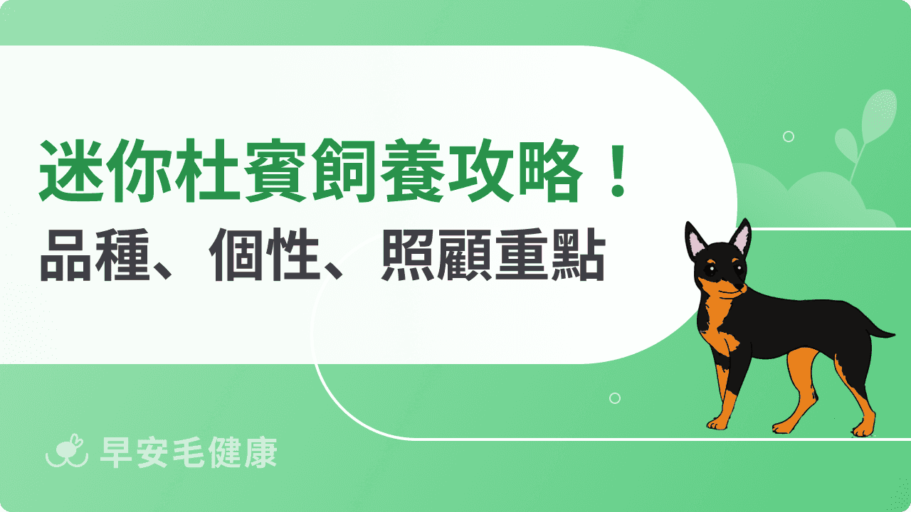 迷你杜賓才不是縮小杜賓!特徵、個性、價格與飼養重點解析
