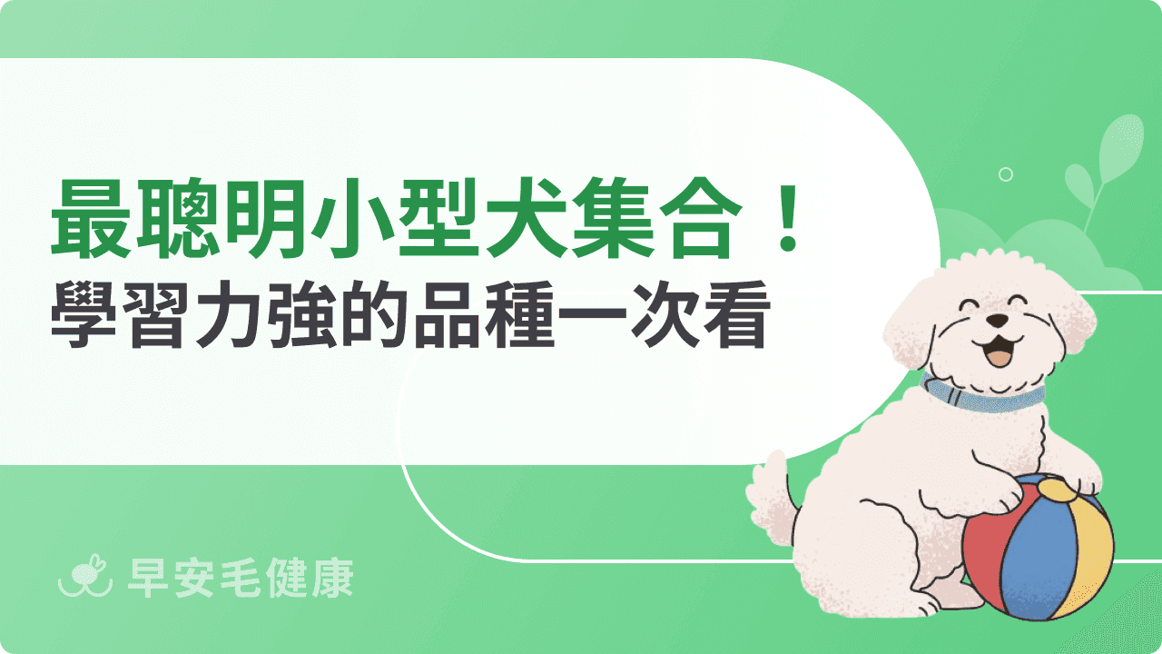 最聰明的小型犬大集合!學習力強、好訓練的品種一次看懂