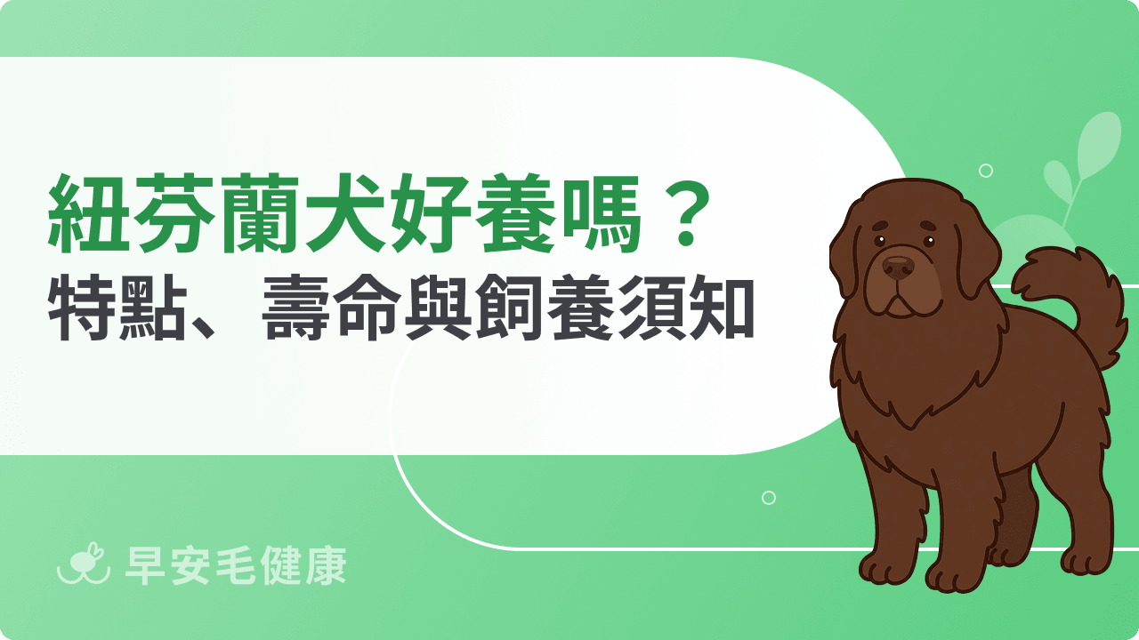 紐芬蘭犬好養嗎？個性溫柔的水中巨人品種介紹、壽命與飼養須知
