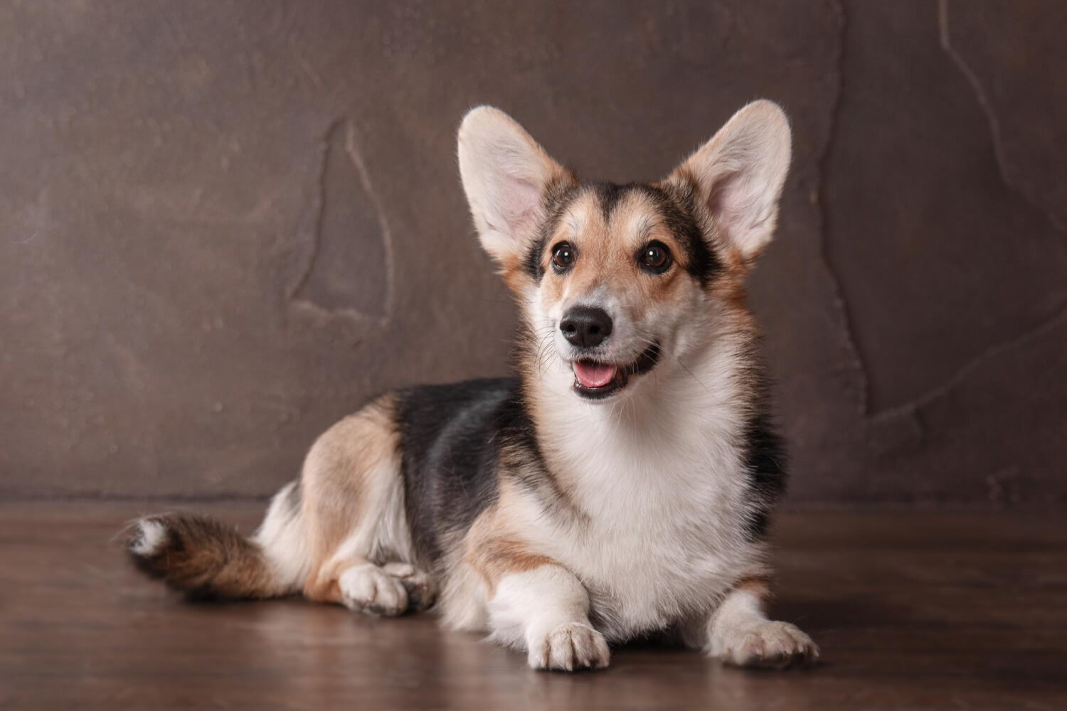 16. corgi-dog-guide-4