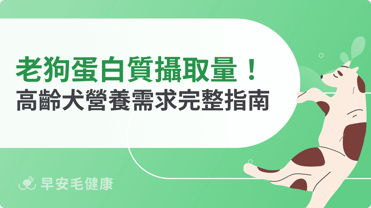 老狗蛋白質攝取量多少才夠？高齡犬營養需求指南