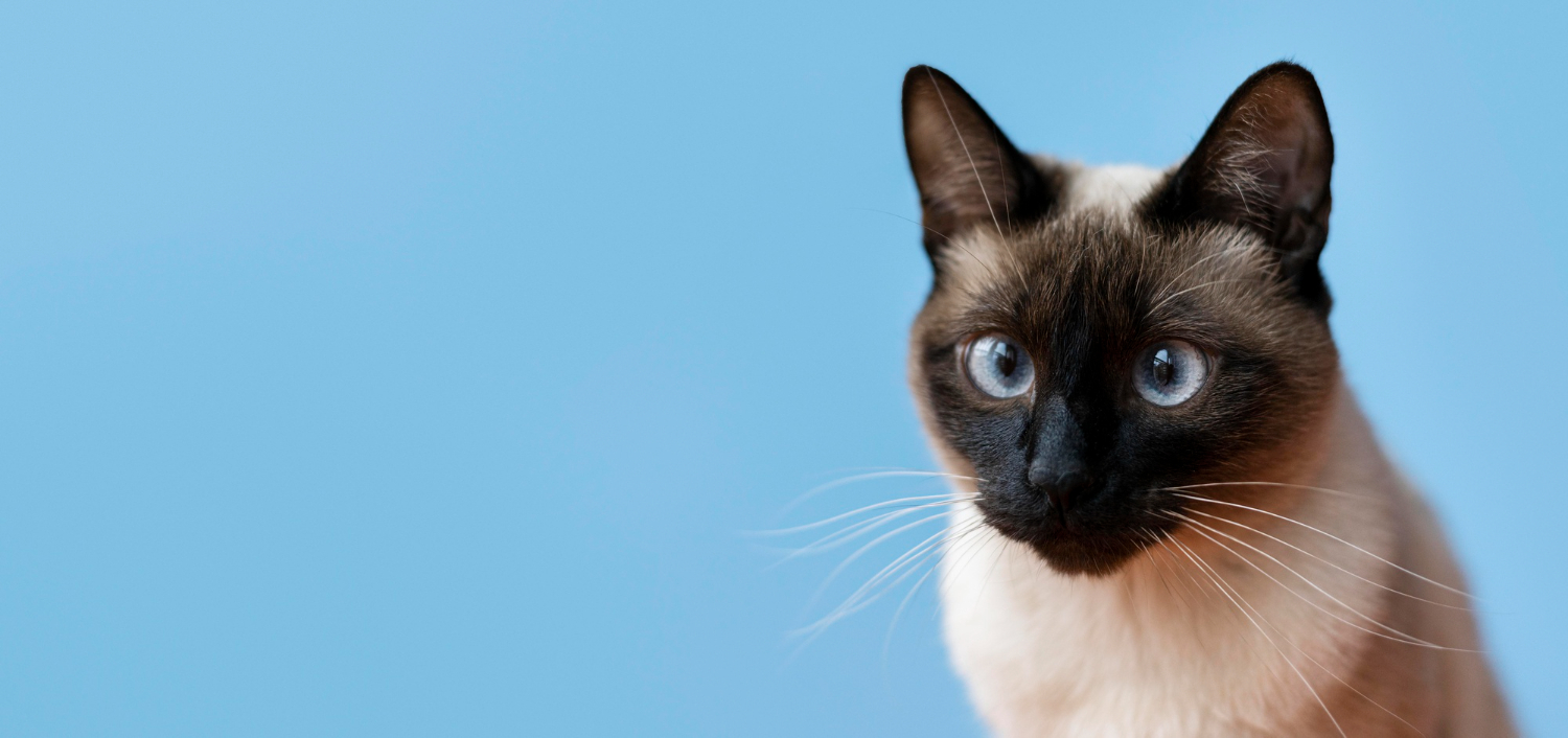 4. siamese-cat-guide-4