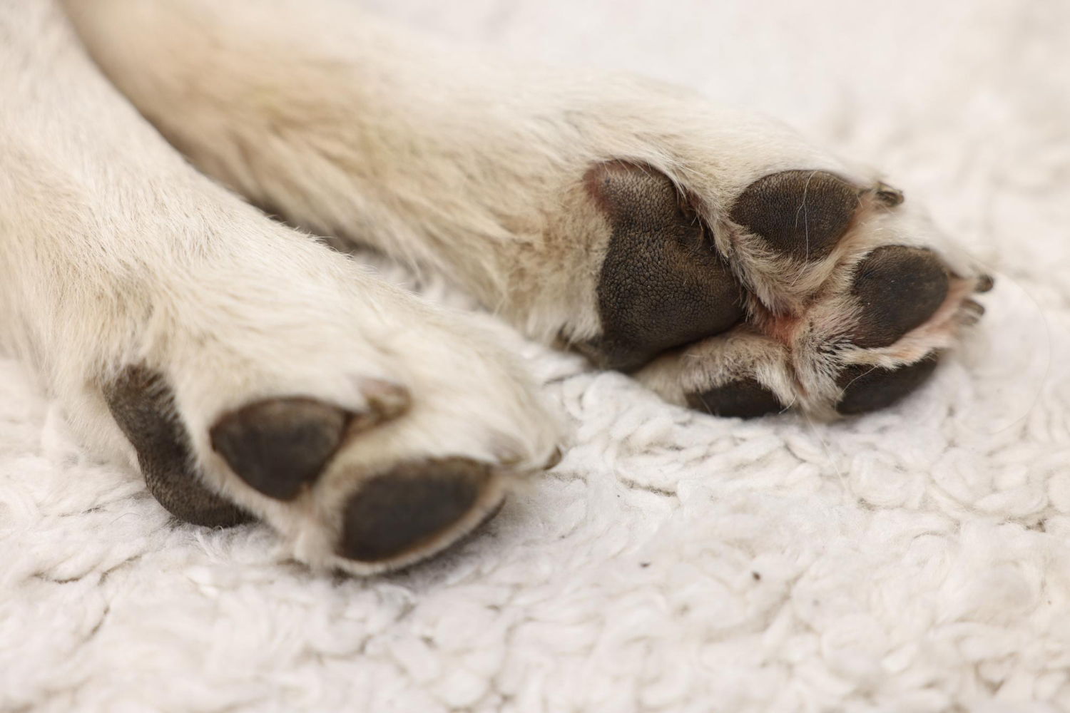 狗狗側躺露出腳掌