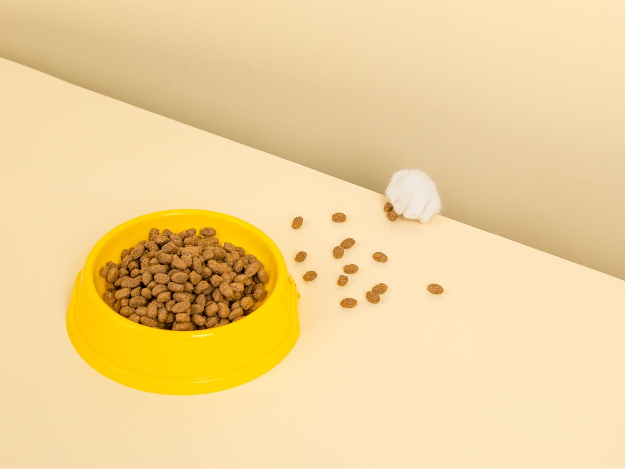 黃色飼料碗與伸向飼料的白色幼貓爪